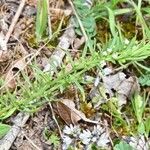 Thesium alpinum Habitat