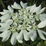 Orlaya grandiflora 花