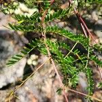 Acacia terminalis Blad