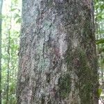 Pouteria ambelaniifolia 樹皮