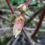 Vaccinium corymbosum Feuille