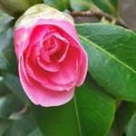 Camellia sasanqua Bloem