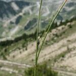 Oreojuncus trifidus Buveinė