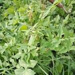 Sonchus oleraceus Likasa