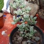 Lampranthus deltoides Leaf
