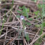 Vicia lathyroides Λουλούδι