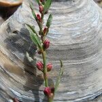 Polygonum raii अन्य