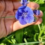 Phacelia campanularia 花