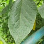 Solanum erianthum Leaf