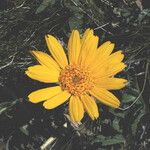 Balsamorhiza hookeri Fiore