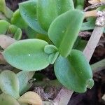 Mesembryanthemum cordifolium Blatt