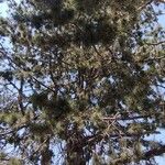 Pinus cembroides List