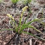 Toxicoscordion paniculatum Blad