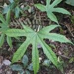 Fatsia polycarpa Leaf