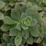 Aeonium percarneum Lapas