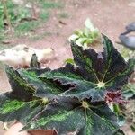 Begonia heracleifolia Φύλλο