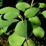 Amelanchier alnifolia Blad