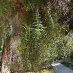 Melaleuca linariifolia Blatt