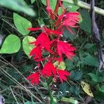 Lobelia cardinalisFlor