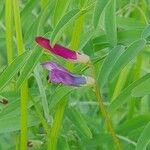 Vicia monantha Blüte