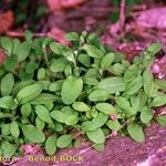 Myosotis speluncicola Other