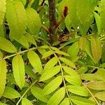 Sorbus domestica Leaf