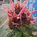 Aphelandra sinclairiana Blüte