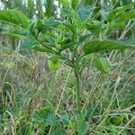 Physalis longifolia Leaf