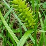 Carex vesicaria Blomma