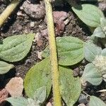 Guilleminea densa Blatt