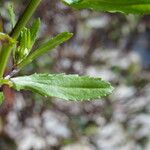 Coleostephus myconis Leaf