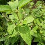 Lippia graveolens Leaf