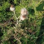 Cirsium eriophorumFlower