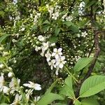 Prunus padus Blomma