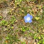 Nemophila phacelioides Цвят