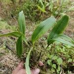 Bulbophyllum longiflorum ഇല