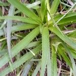 Eryngium paniculatum Levél