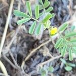Hippocrepis biflora Likasa