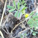 Hippocrepis biflora List