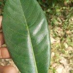 Ficus callosa برگ