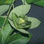 Dalechampia tiliifolia Fruit