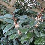 Elaeagnus macrophylla List