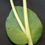 Cerinthe glabra Hoja