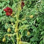 Meconopsis paniculata Flower