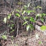 Smilax laurifolia Costuma