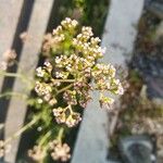 Valeriana calcitrapae 花