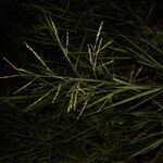 Panicum aquaticum Leaf