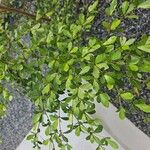 Terminalia mantaly Blad