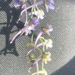 Delphinium gracile Flower