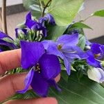 Exacum trinervium Blüte